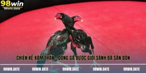Chiến Kê Xám Thần – Dòng Gà Được Giới Sành Đá Săn Đón