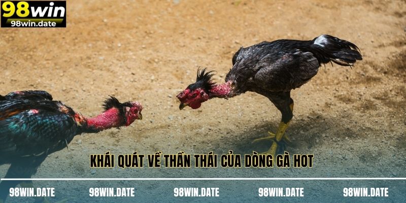 Khái quát về thần thái của dòng gà hot 