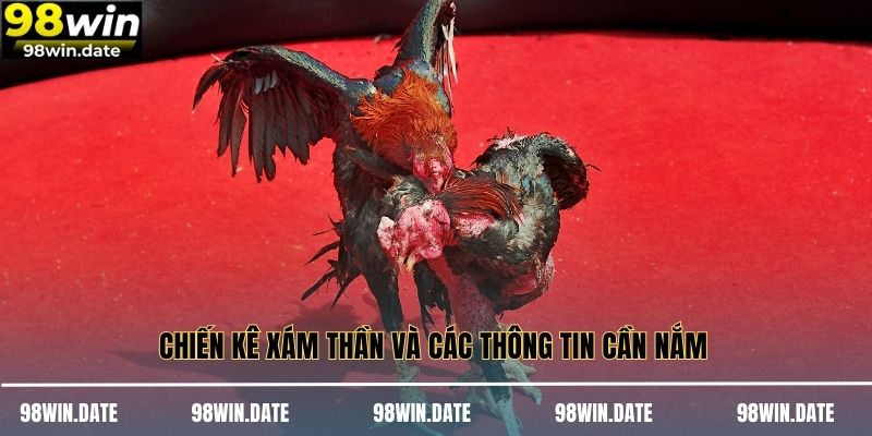 Chiến kê xám thần và các thông tin cần nắm 