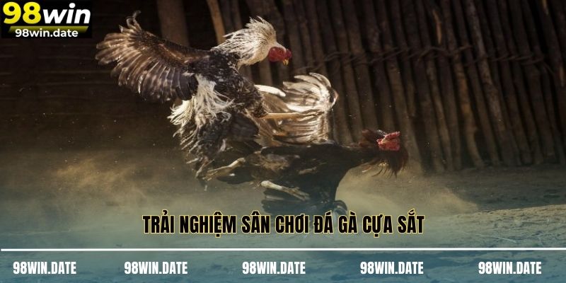 Trải nghiệm sân chơi đá gà cựa sắt