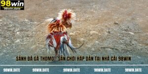 Sảnh Đá Gà Thomo - Sân Chơi Hấp Dẫn Tại Nhà Cái 98WIN 