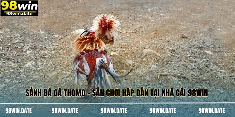 Sảnh Đá Gà Thomo - Sân Chơi Hấp Dẫn Tại Nhà Cái 98WIN
